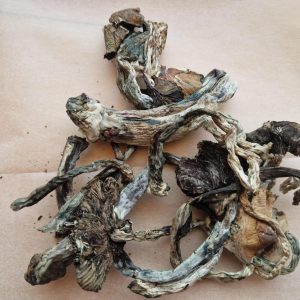 Beställ Psilocybe Cubensis magiska svampar online i Sverige.