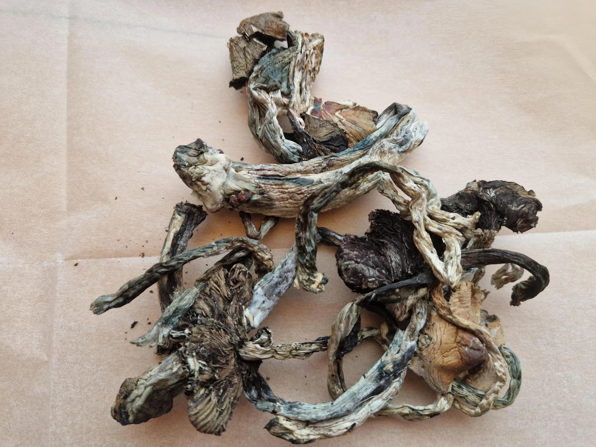 psilocybe-cubensis-sverige-kopa Beställ Psilocybe Cubensis magiska svampar online i Sverige.